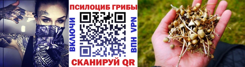 Галлюциногенные грибы Psilocybine cubensis  Снежногорск 